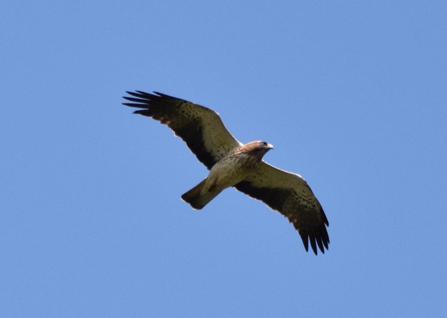 Küçük kartal - Booted eagle - Hieraaetus pennatus